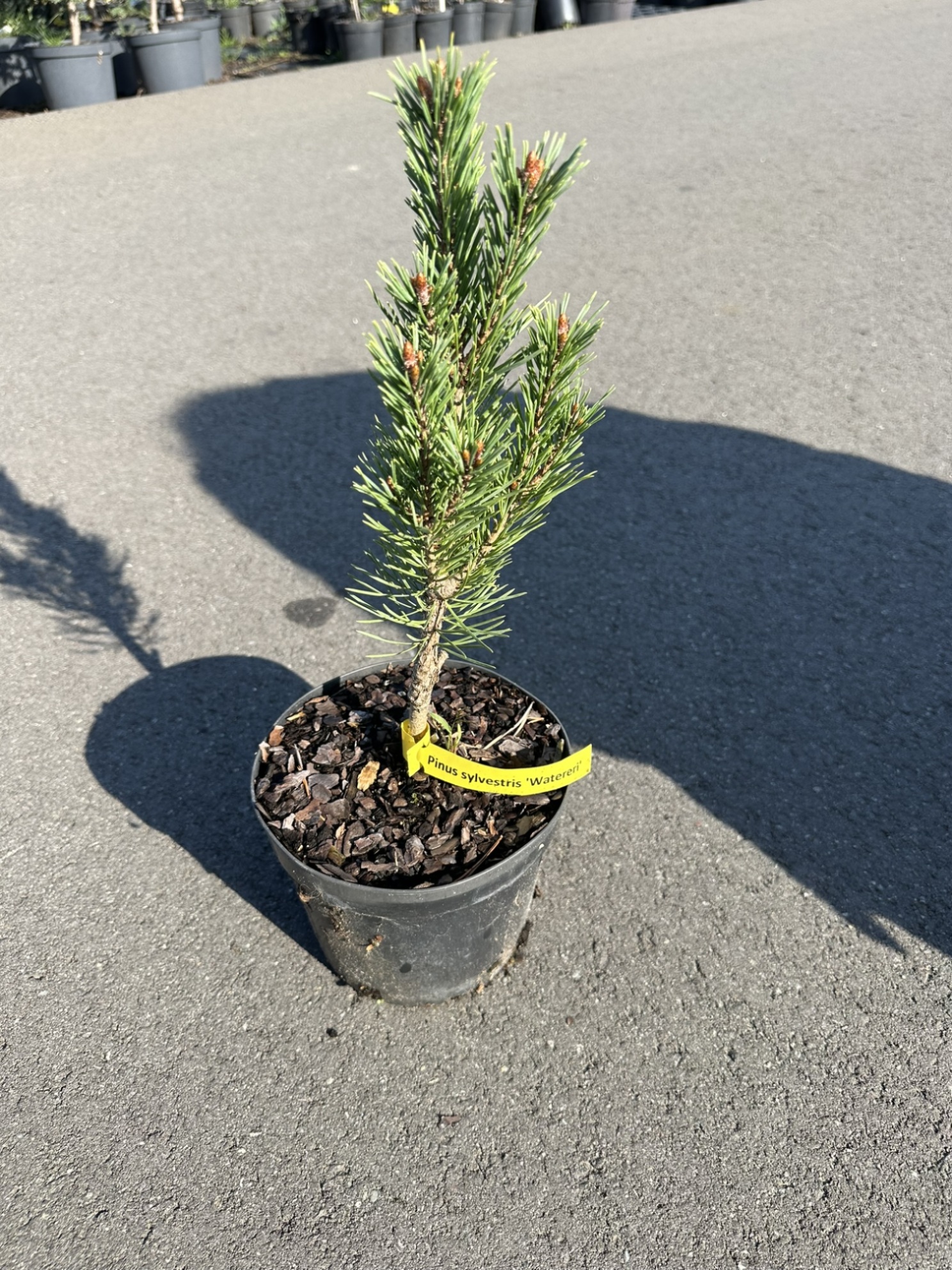 Сосна обыкновенная Вотерери